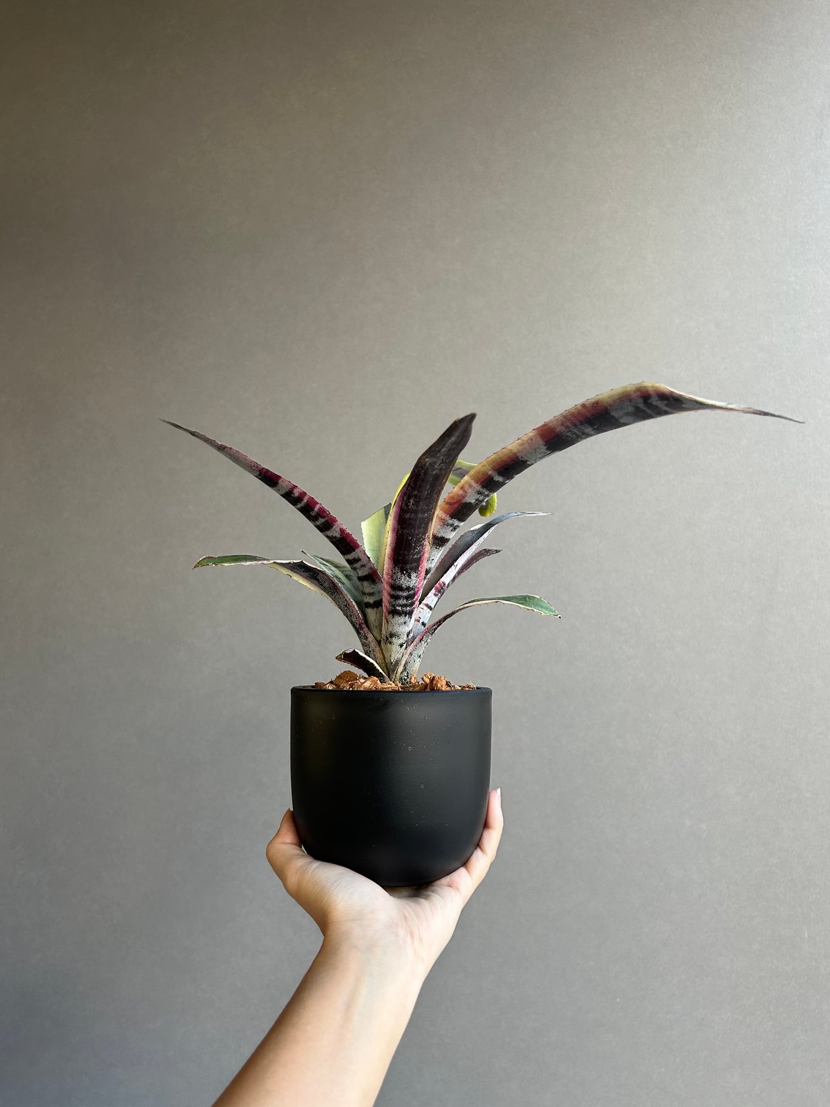 エクメア オットー 「Aechmea Otto」56M | SHOUCHIKUEN