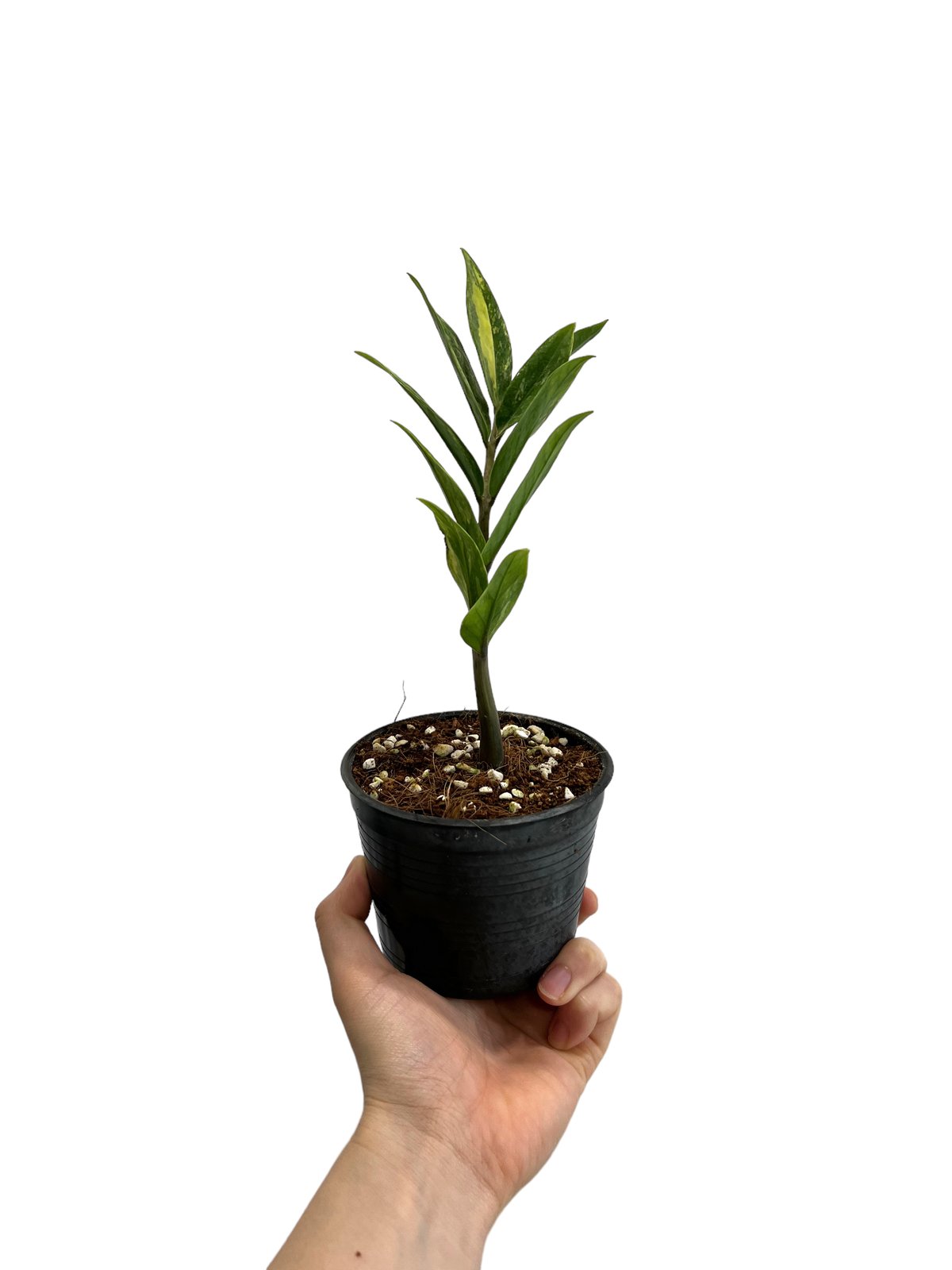 ザミオクルカス 斑入 「Zamioculcas Zamiifolia Variegated」4