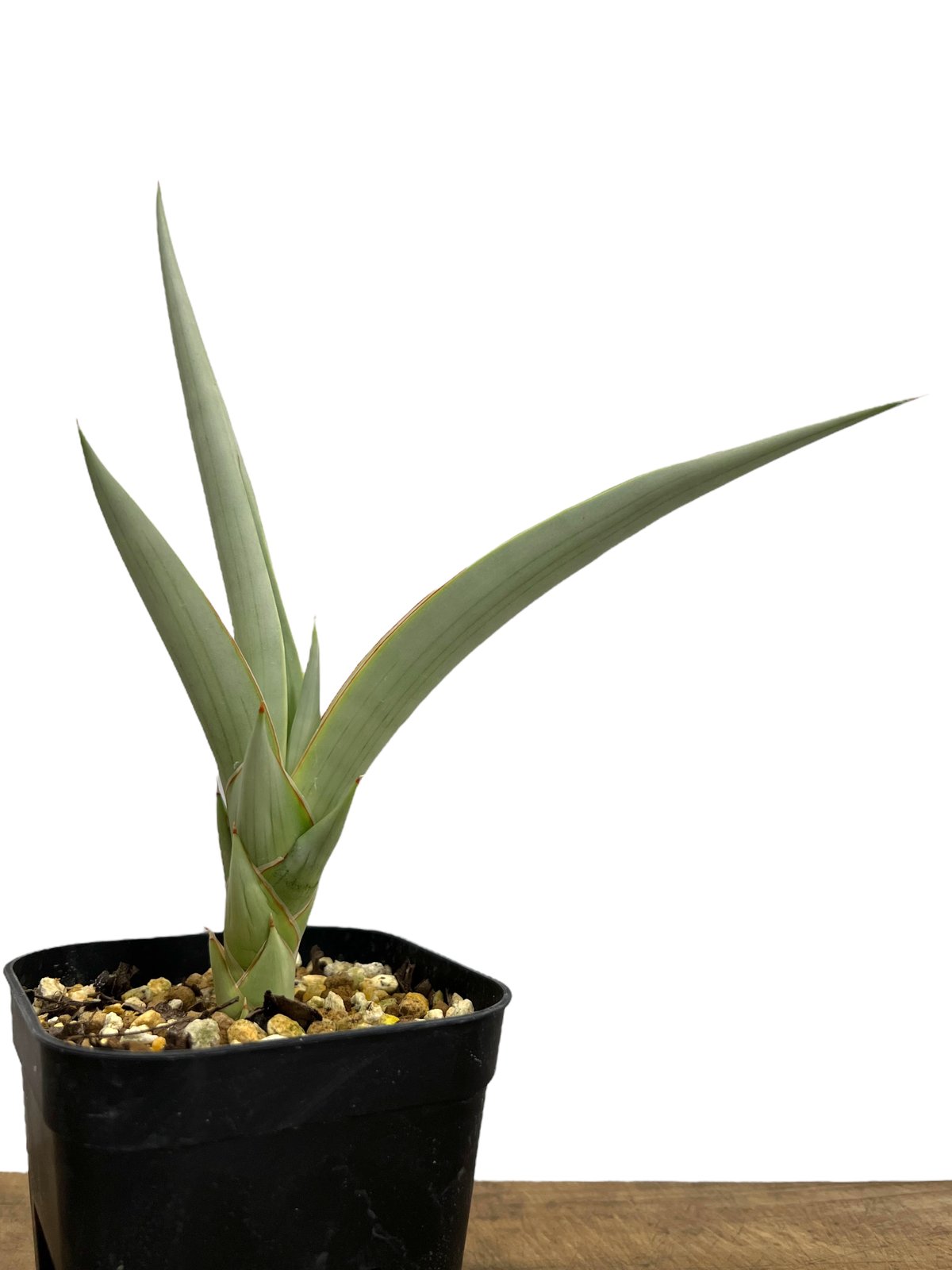 サンセベリア チャニン(by アンヤマニー ガーデン