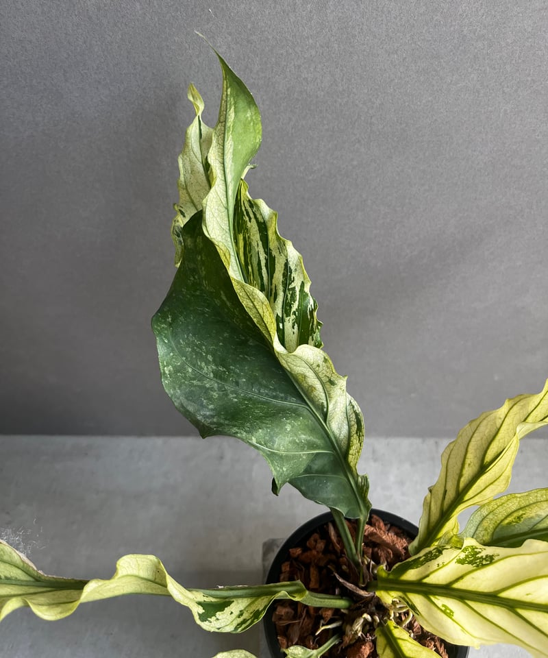 アンスリウム　ジェンマニー　斑入り アンスリウム ジェンマニー 斑入り アンスリウムジェンマニー 斑入り