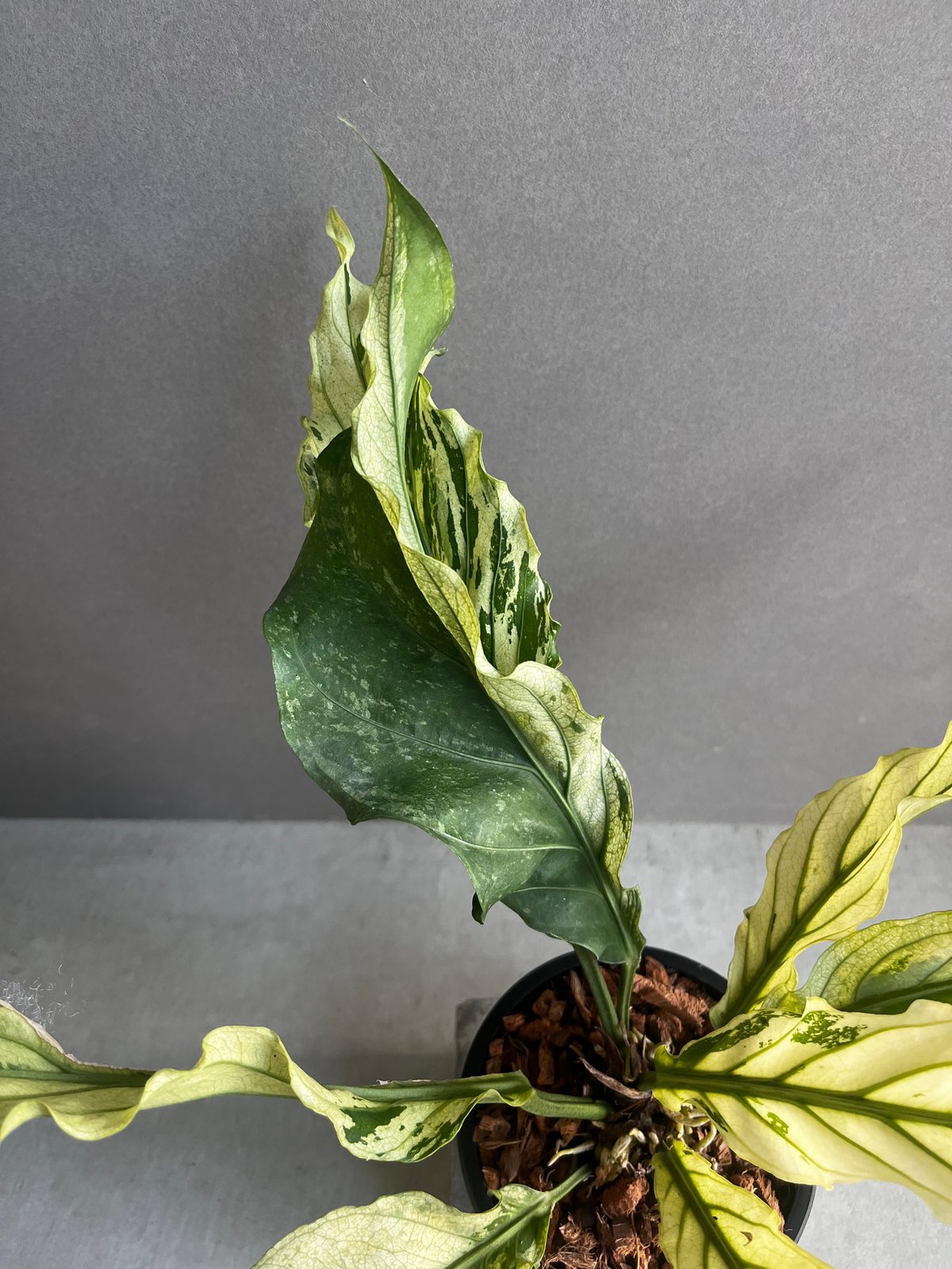 アンスリウム プロウマニー ミント 斑入 「Anthurium Plowmanii Mint