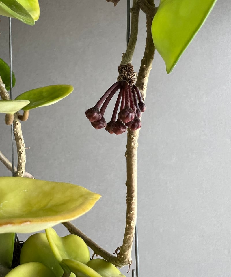 ホヤ カルノーサ チェルシー「hoya carnosa Chelsea」35N | SHOUC ホヤ カルノーサ チェルシー「hoya carnosa Chelsea」35N | SHOUC