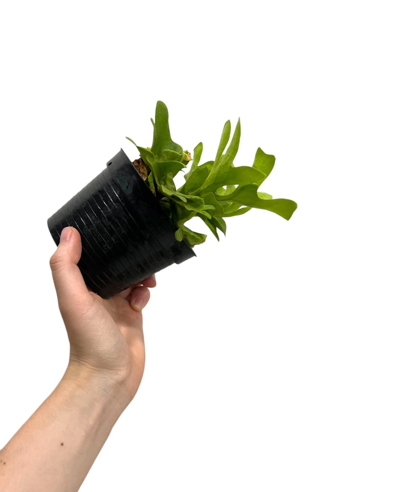 ビカクシダ リドレイ シルベリー ドワーフ 「Platycerium ridleyi Silv