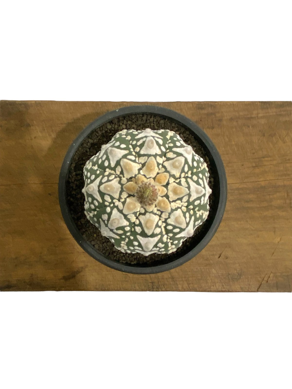 アストロフィツム　V字スーパーアロー兜丸　アローカブト丸 実生株 アストロフィツム V字スーパーアロー兜丸 アローカブト丸 実生株