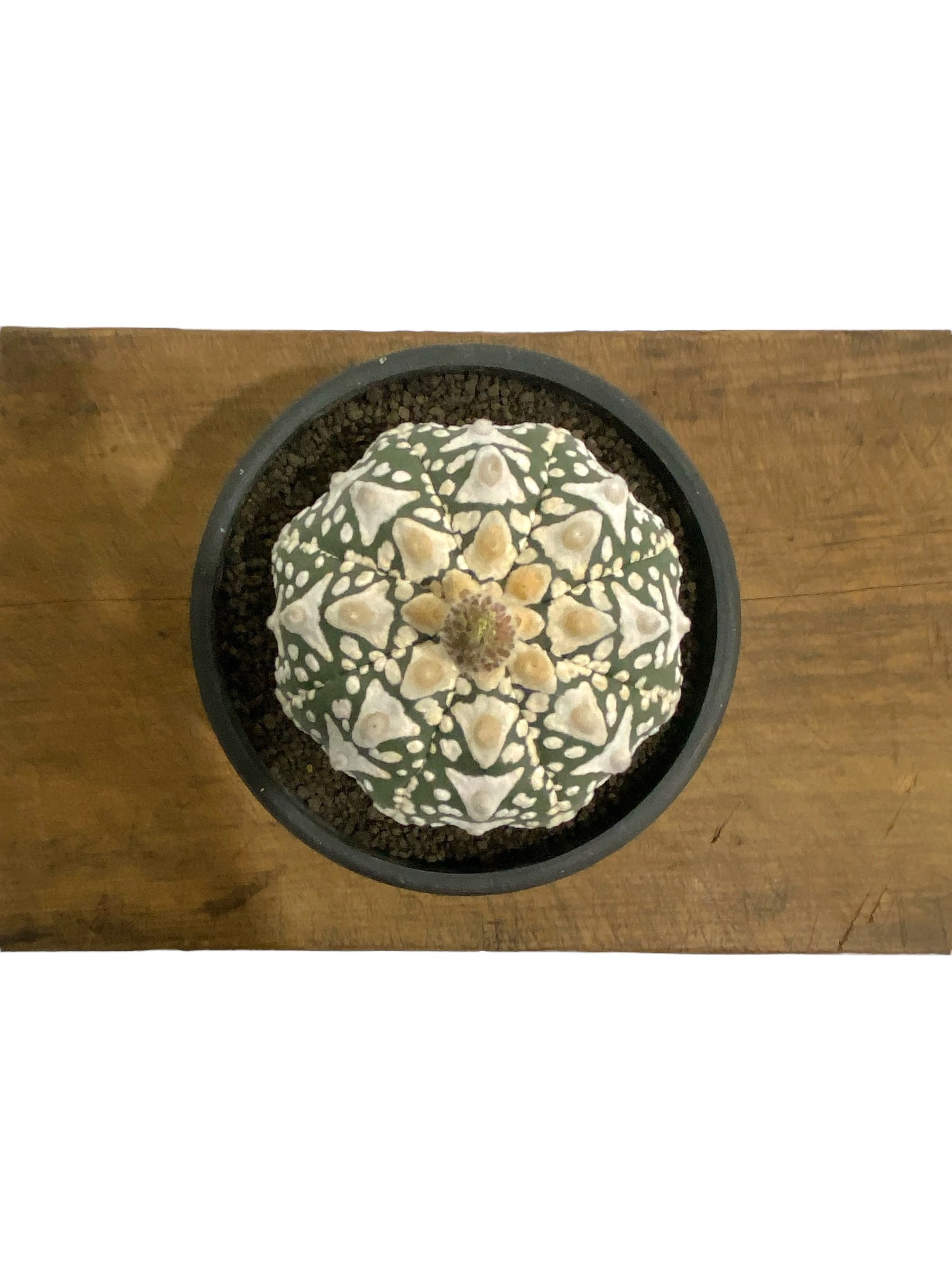 アストロフィツム 兜 V タイプ(実生) 「Astrophytum asterias V ty