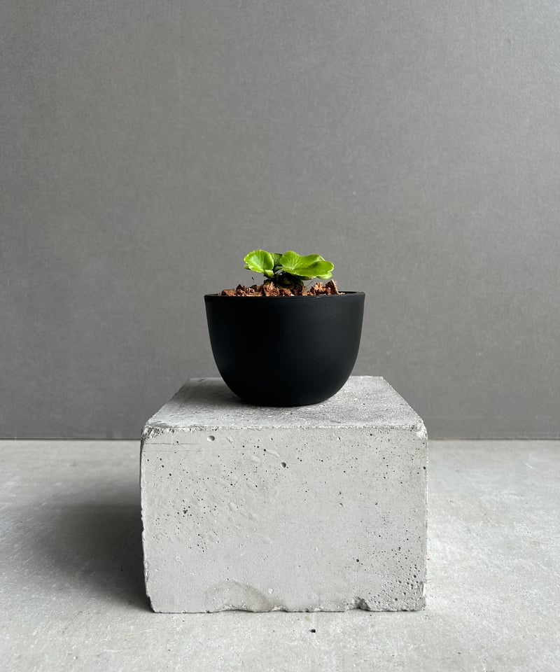 アスプレニウム デラバイ (フランチ) コペル 「Asplenium delavayi (Fr