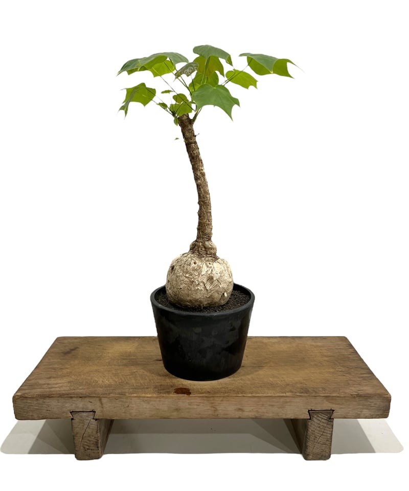 フィルミアナ コロラータ 「Firmiana colorata」81L | SHOUCHIKUEN