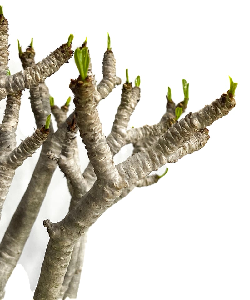 アデニウム アラビカム バオバブスタイル「Adenium arabicum