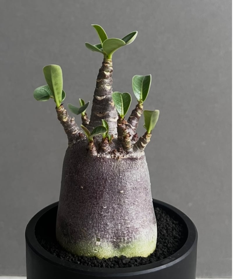 アデニウム アラビカム スーパー ドワーフ “ブラック” 「Adenium