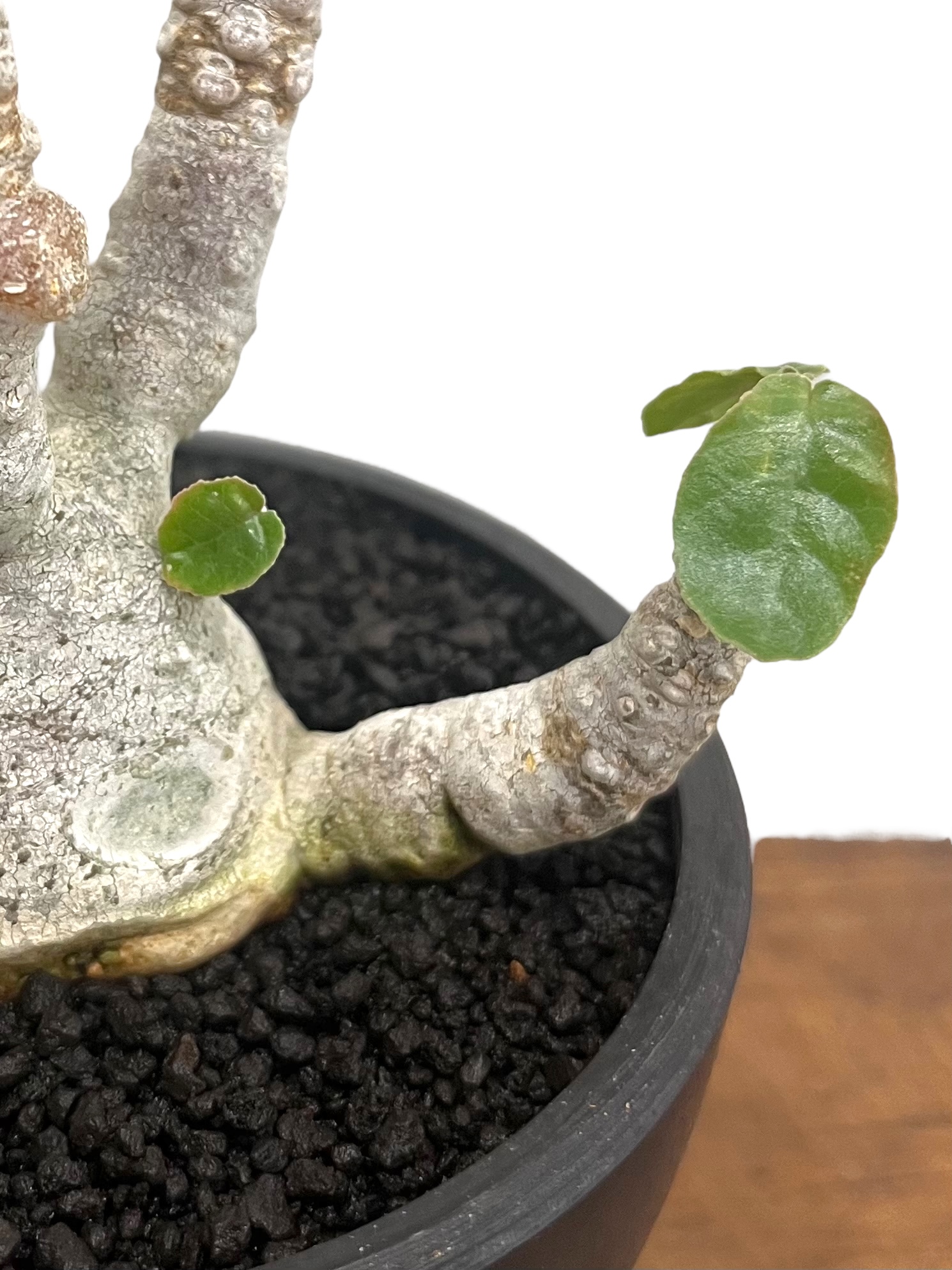 ドルステニア フォエチダ “多頭タイプ” 「Dorstenia foetida 」89U |