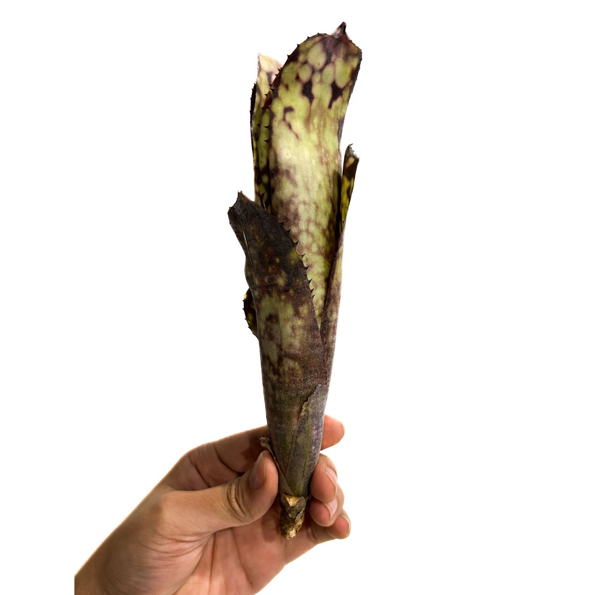 ビルベルギア ブラック パール「Billbergia Black Pearl」3/5