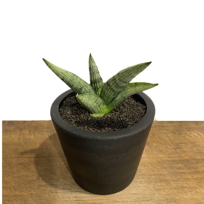 サンスベリア バンテン sansevieria ban teng 9/13撮影 - 観葉植物