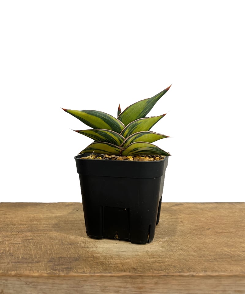 サンセベリア ロリダ 斑入 「Sansevieria rorida variegated」90