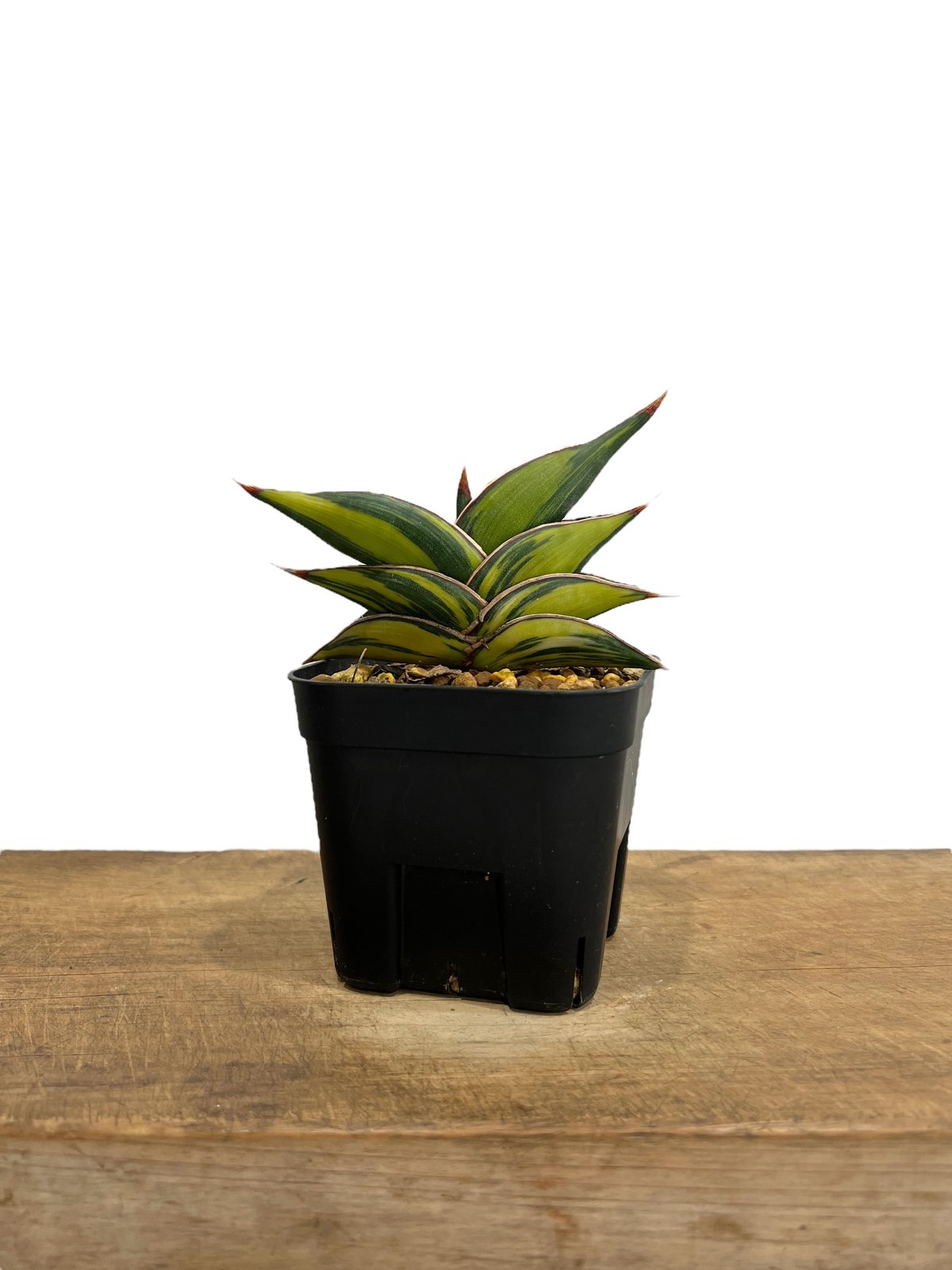 サンスベリア ロリダ 斑入 S. Rorida Variegated 2 Amazon.co.jp: サンスベリア ロリダ 斑入り Sansevieria Rorida
