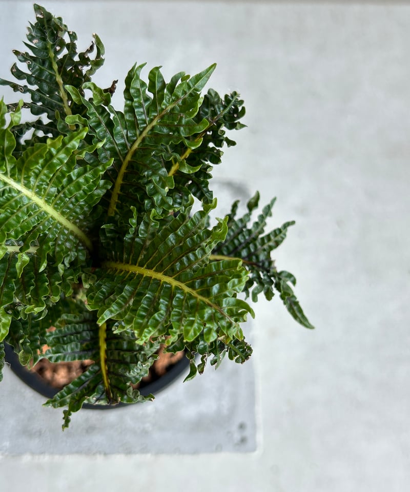 ブレクナム ギッバム ドワーフ ブレクナム ギッバム ドワーフ 「Blechnum gibbum Dwarf 」68H