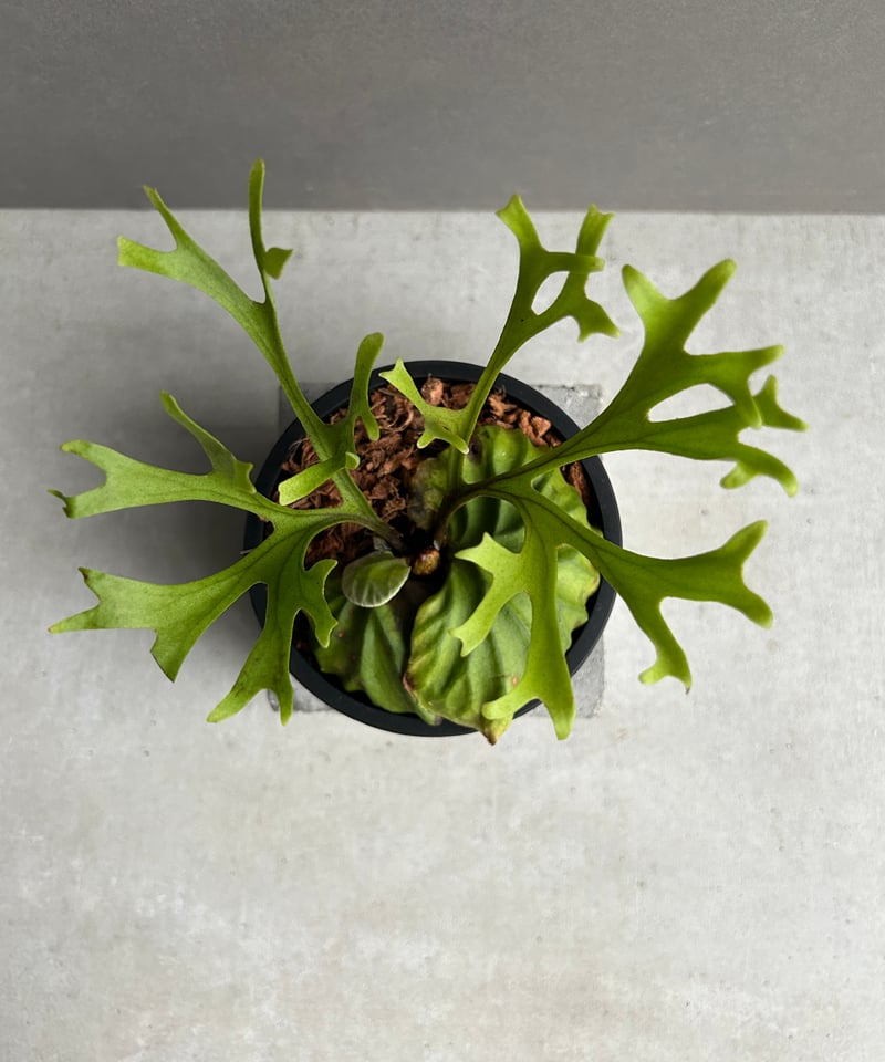 ビカクシダ　リドレイ　パカラン　スポア ビカクシダ リドレイ “パカラン”「Platycerium ridleyi “Pakarang