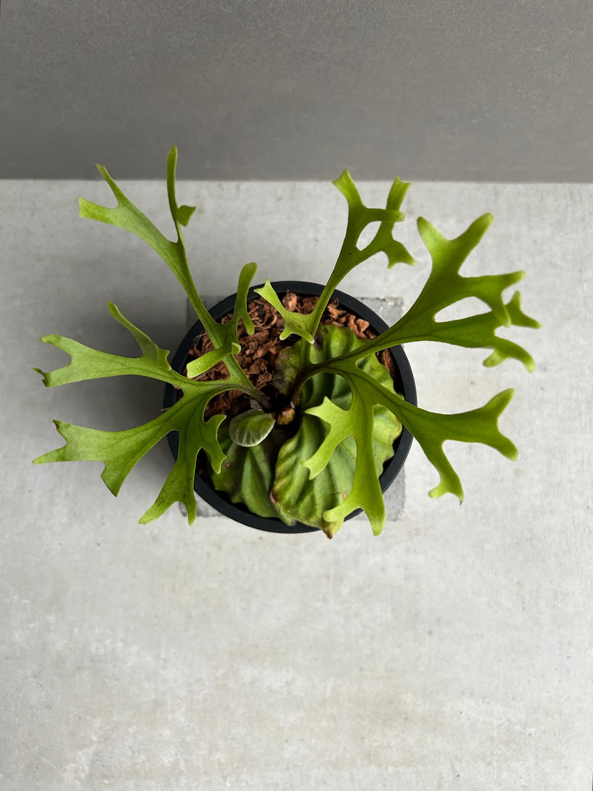 ビカクシダ リドレイ “パカラン”「Platycerium ridleyi “Pakarang