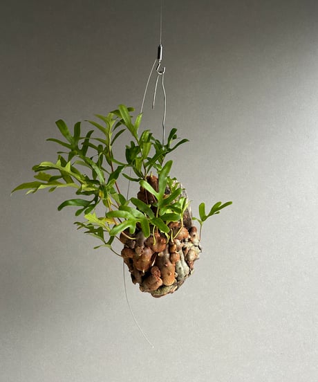 CATEGORY アリ植物 | SHOUCHIKUEN