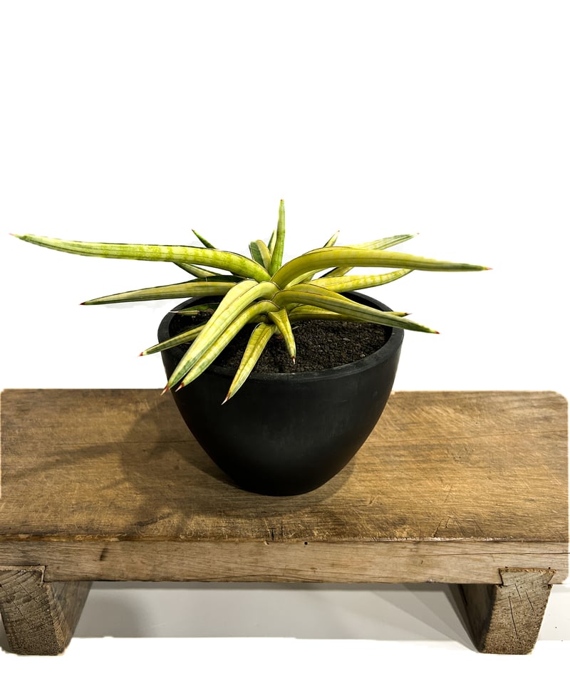 サンスベリア トムグランベリー×ピングイキュラ　大株 サンセベリア トム グランベリー 斑入「Sansevieria Tom Grumbley va