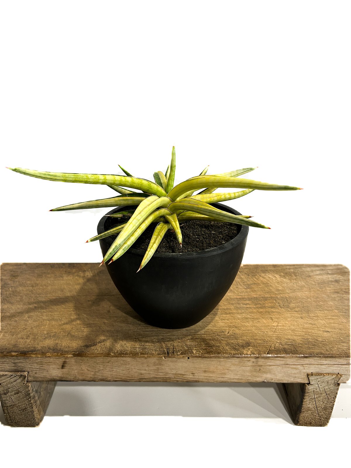 サンセベリア トム グランベリー 斑入「Sansevieria Tom Grumbley va