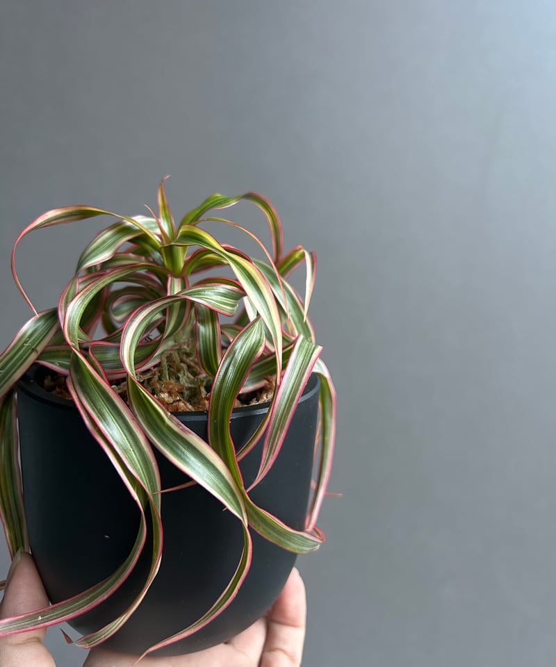 ドラセナ キュンティ「Dracaena concinne Kuhnty 」98J | SHOU