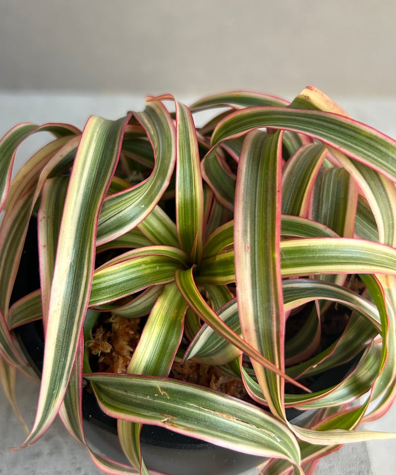 スプモーニさま専用　ドラセナ　キュンティ ドラセナ キュンティ「Dracaena concinne Kuhnty 」81J | SHOU