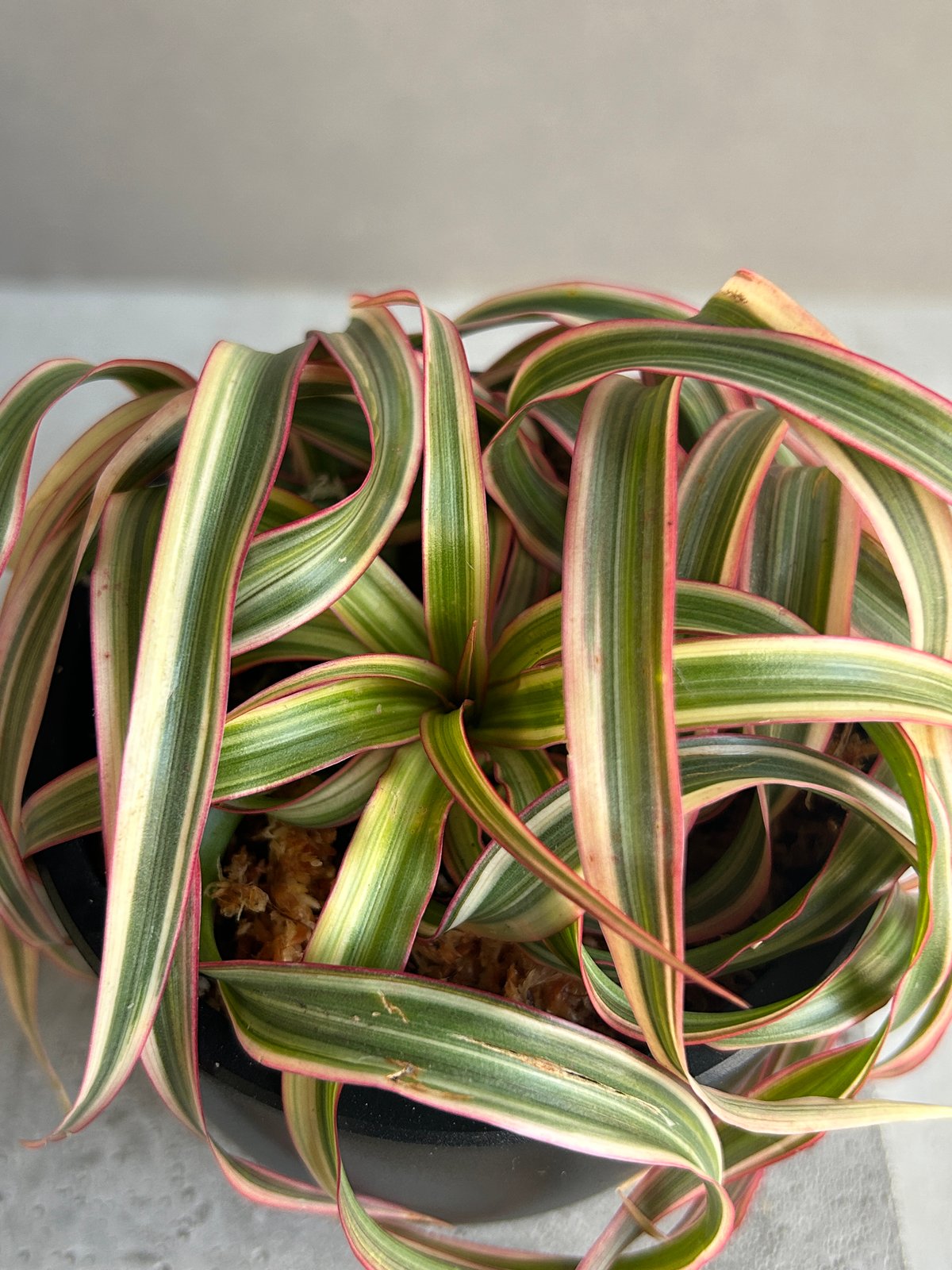 ドラセナ・キュンティー（Dracaena kuntii） ドラセナ キュンティー「Dracaena concinne tricolor Kuhnty」2
