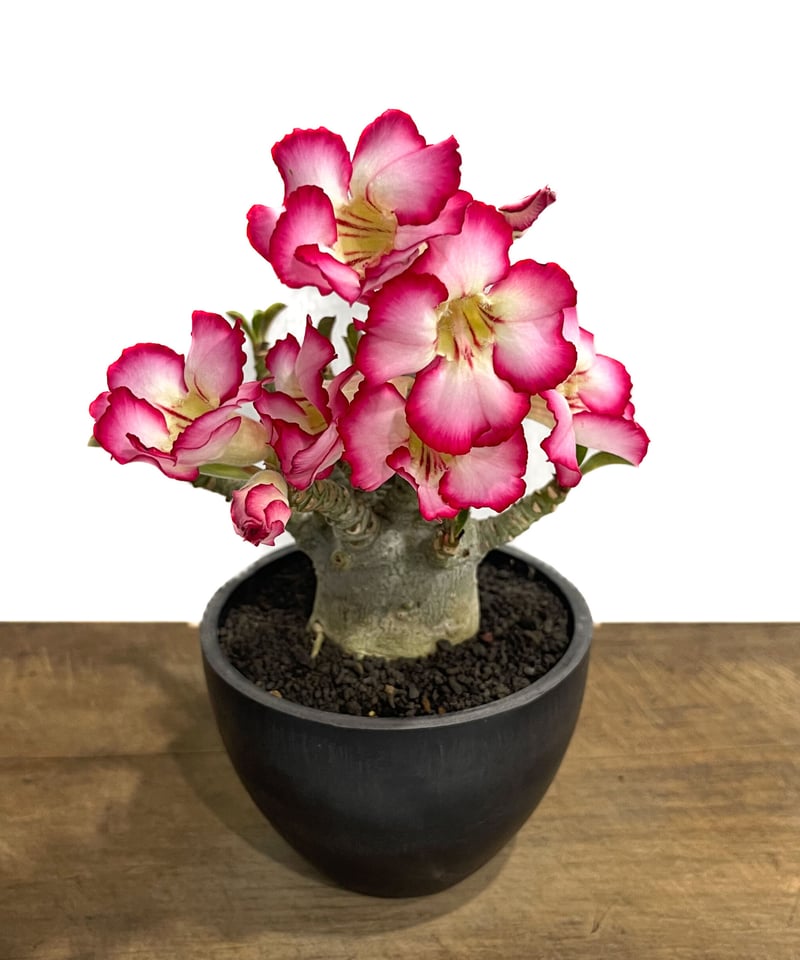 アデニウム　獅子葉　DHA Adenium D.H.A （獅子葉） 【artPLANTs】アデニウム/塊根植物