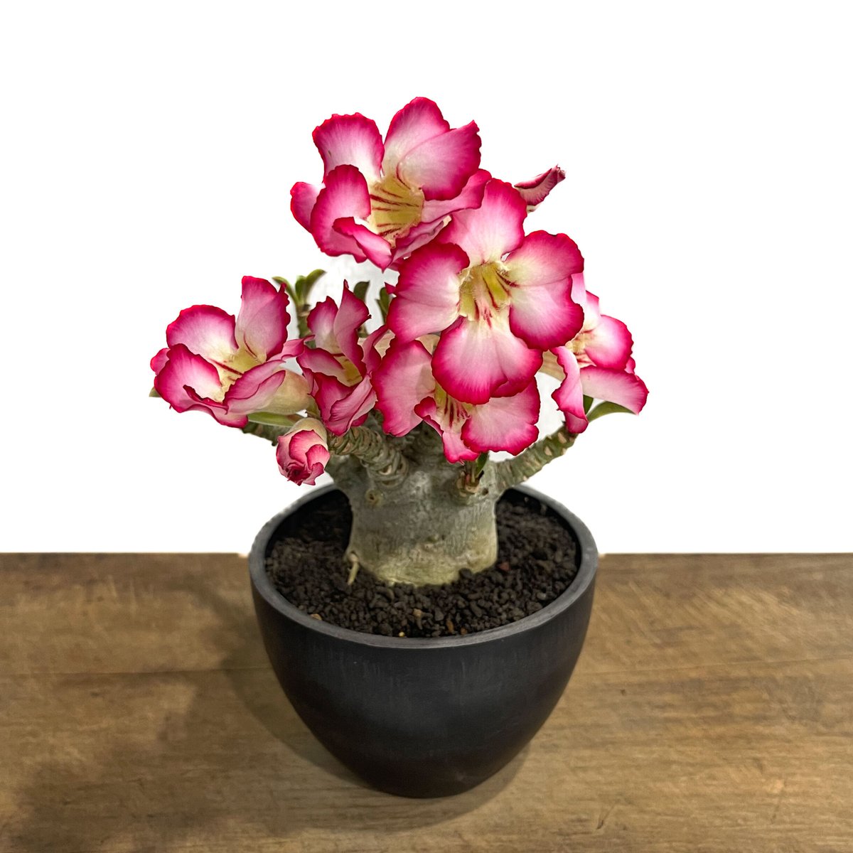 アデニウム　獅子葉　DHA アデニウム D.H.A (獅子葉) 「Adenium D.H.A」6/14-785 | SH