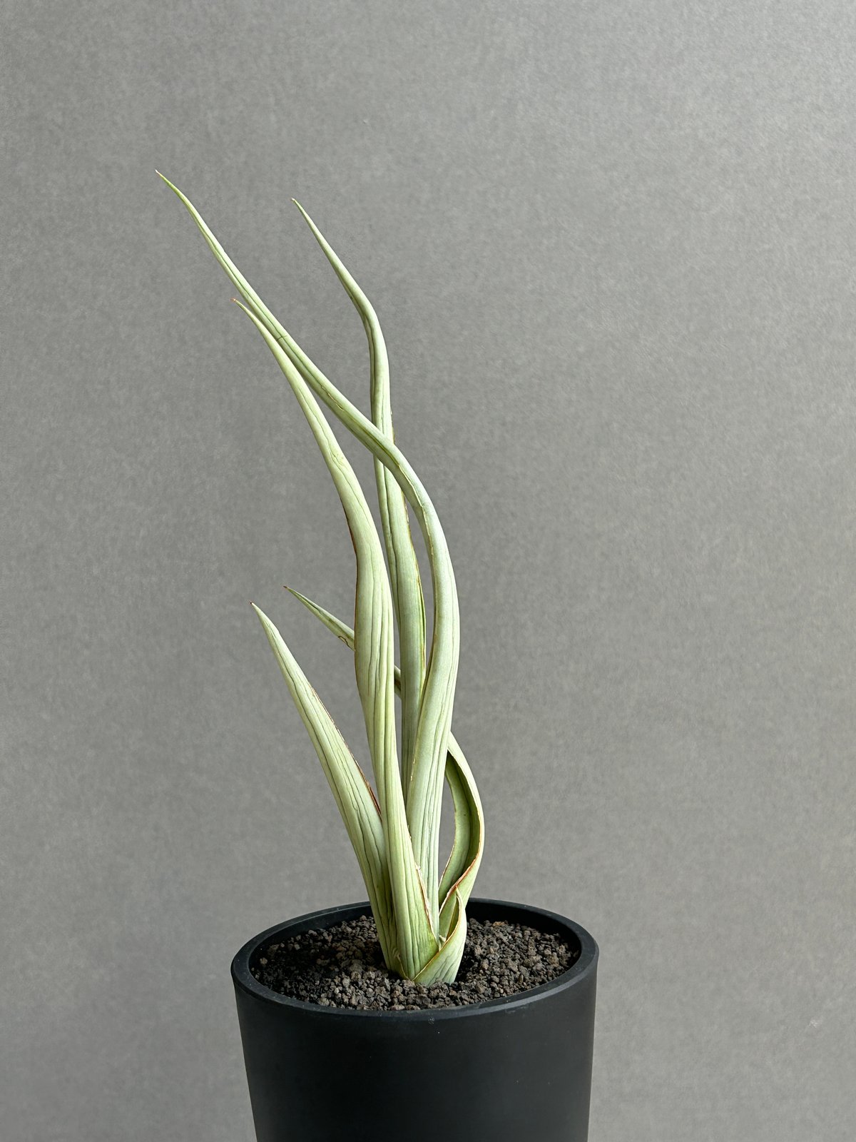 サンセベリア シルバー スパイラル「Sansevieria Silver Spiral (f