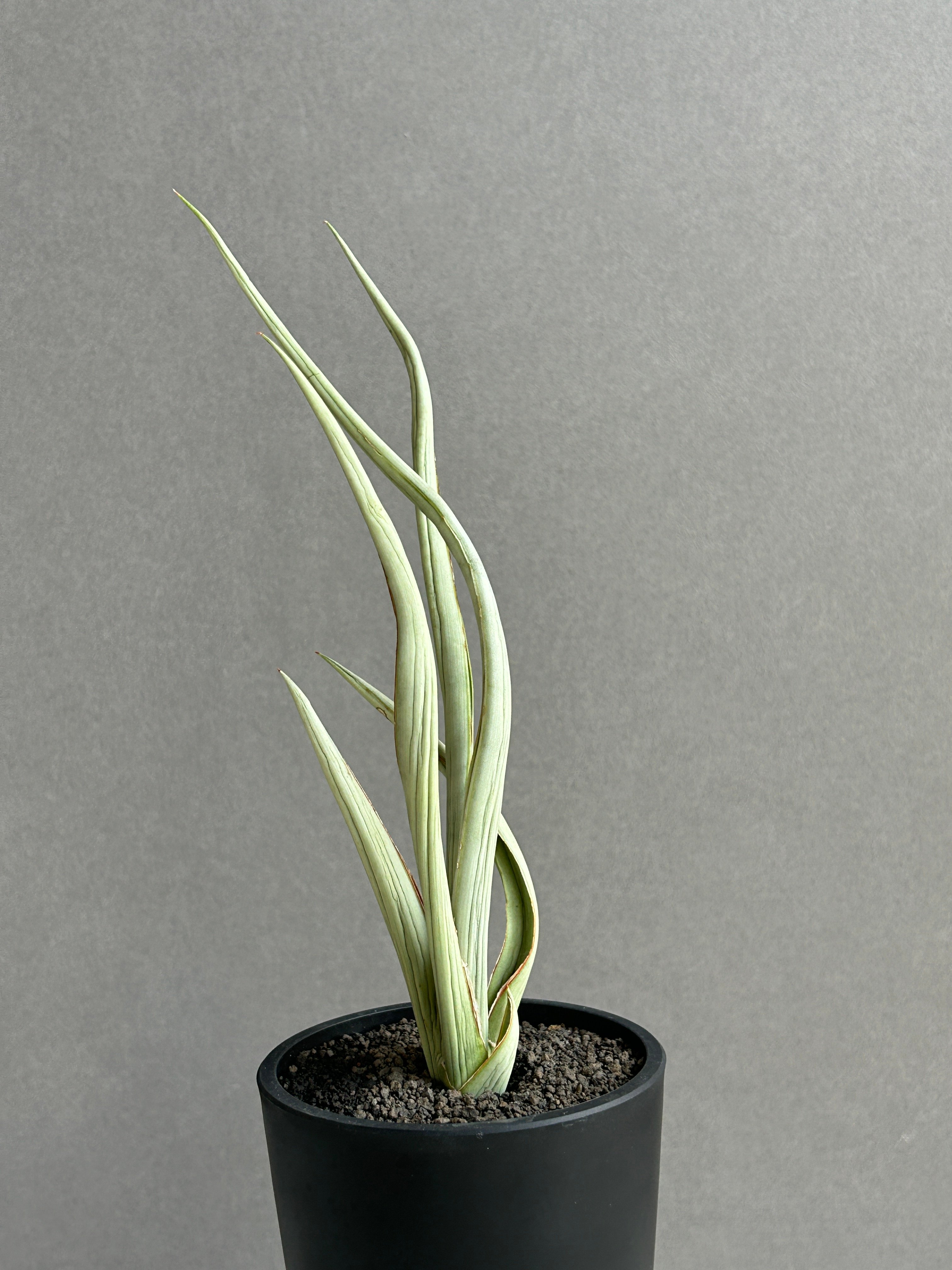 サンセベリア シルバー スパイラル「Sansevieria Silver Spiral (f