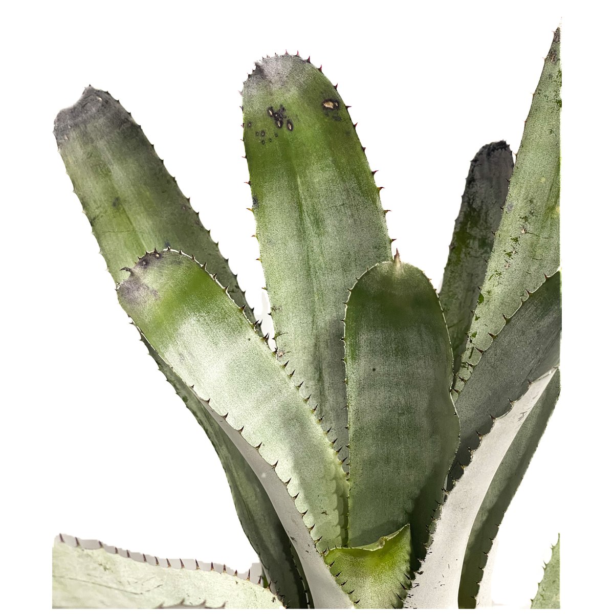 エクメア チャンティニー シルバー「Aechmea chantinii Silver」7/14...