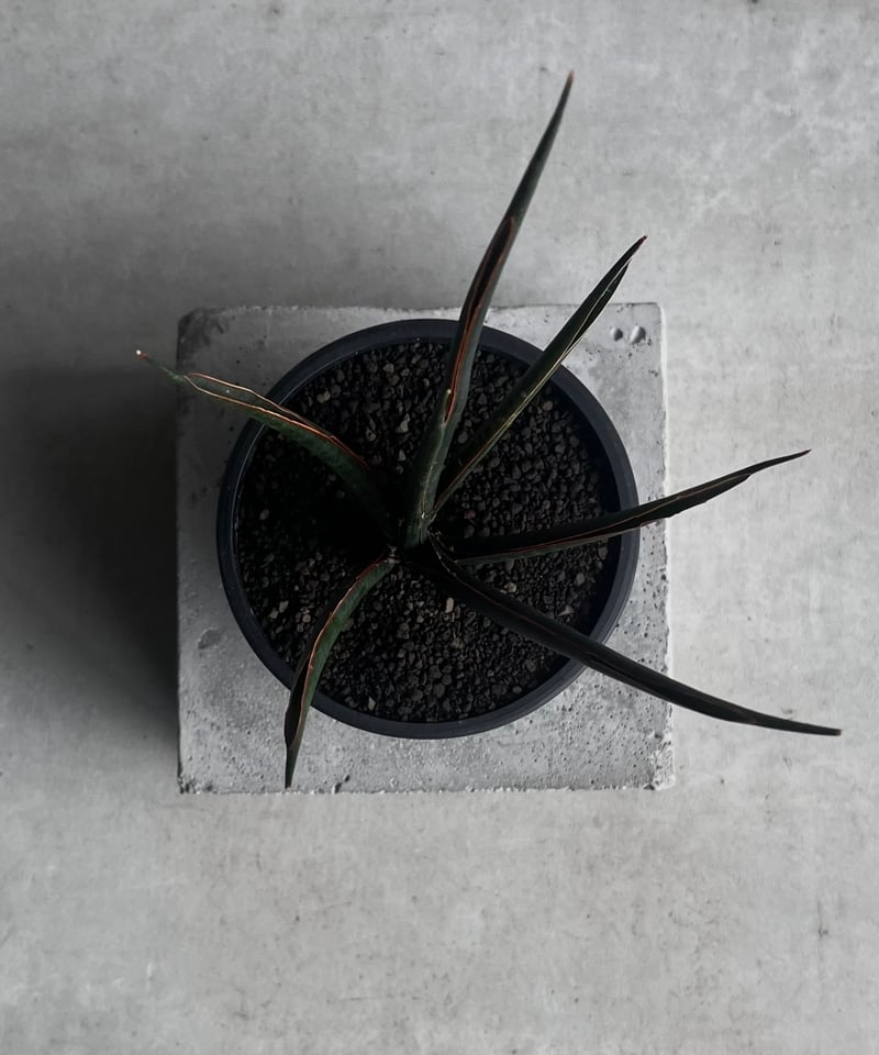 サンセベリア ブラック カラバオ 「Sansevieria Black Carabao (by