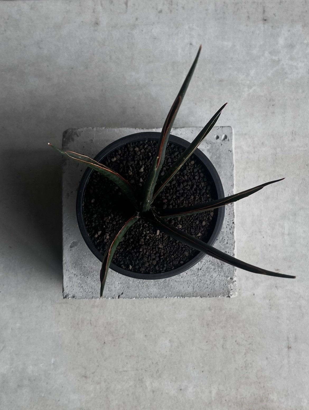 サンセベリア ブラック カラバオ 「Sansevieria Black Carabao (by