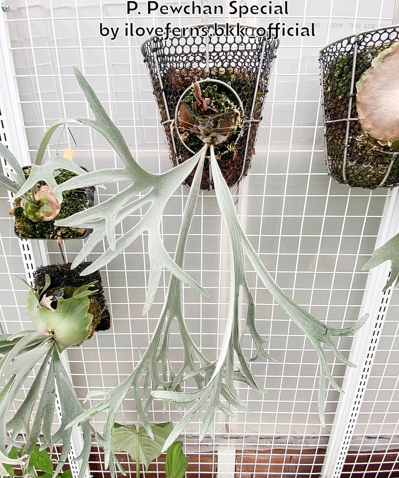 ビカクシダ Pewchan #2 子株 【公式通販】
