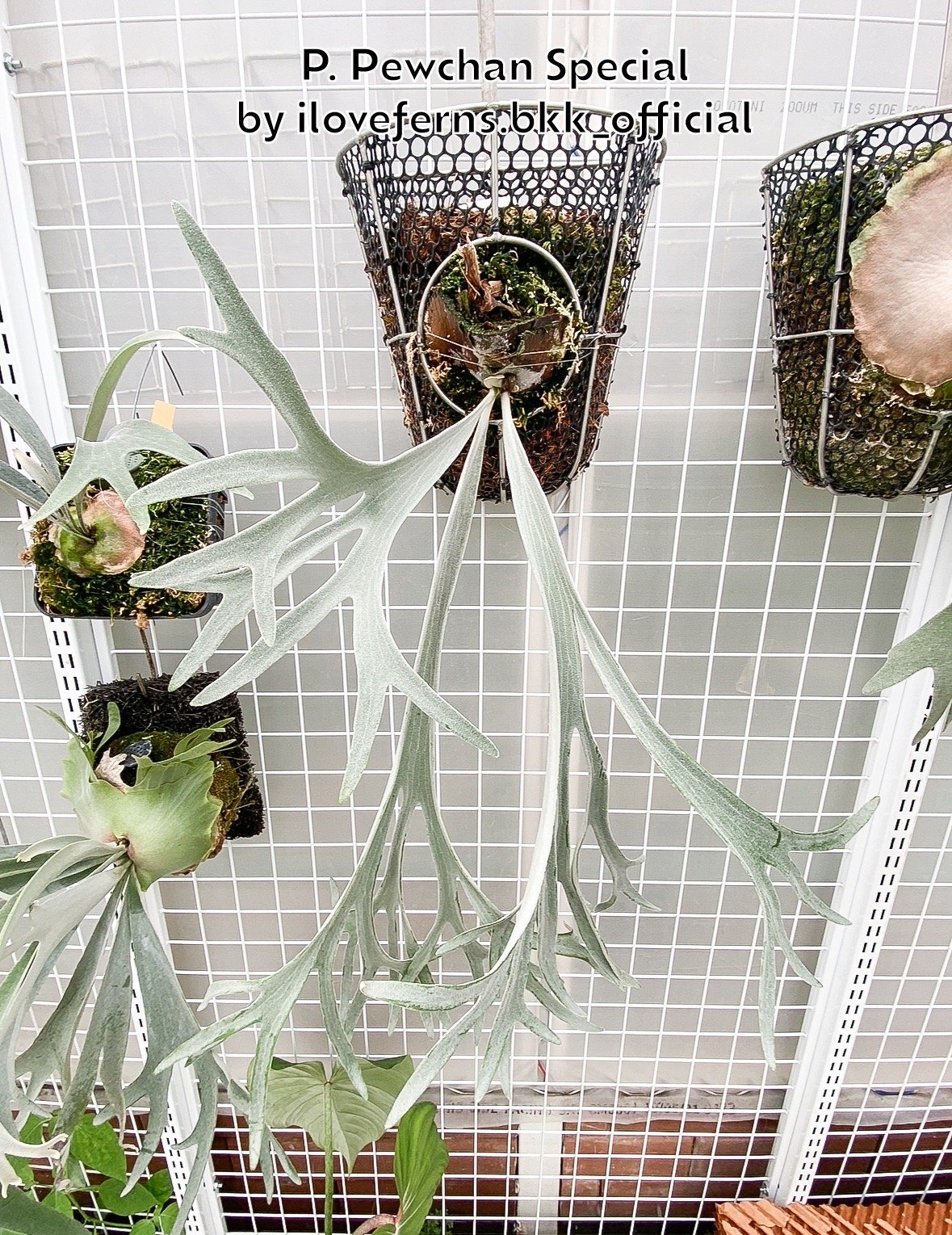 ビカクシダ P. Pewchan 'snow queen' F304 親株 【公式通販】