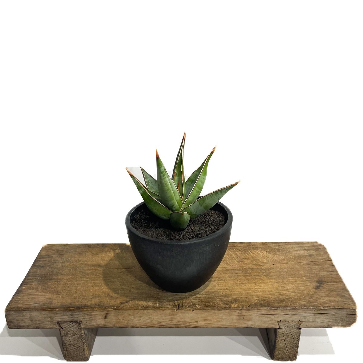 サンセベリア ピングイキュラ ロンギフォリア 「Sansevieria