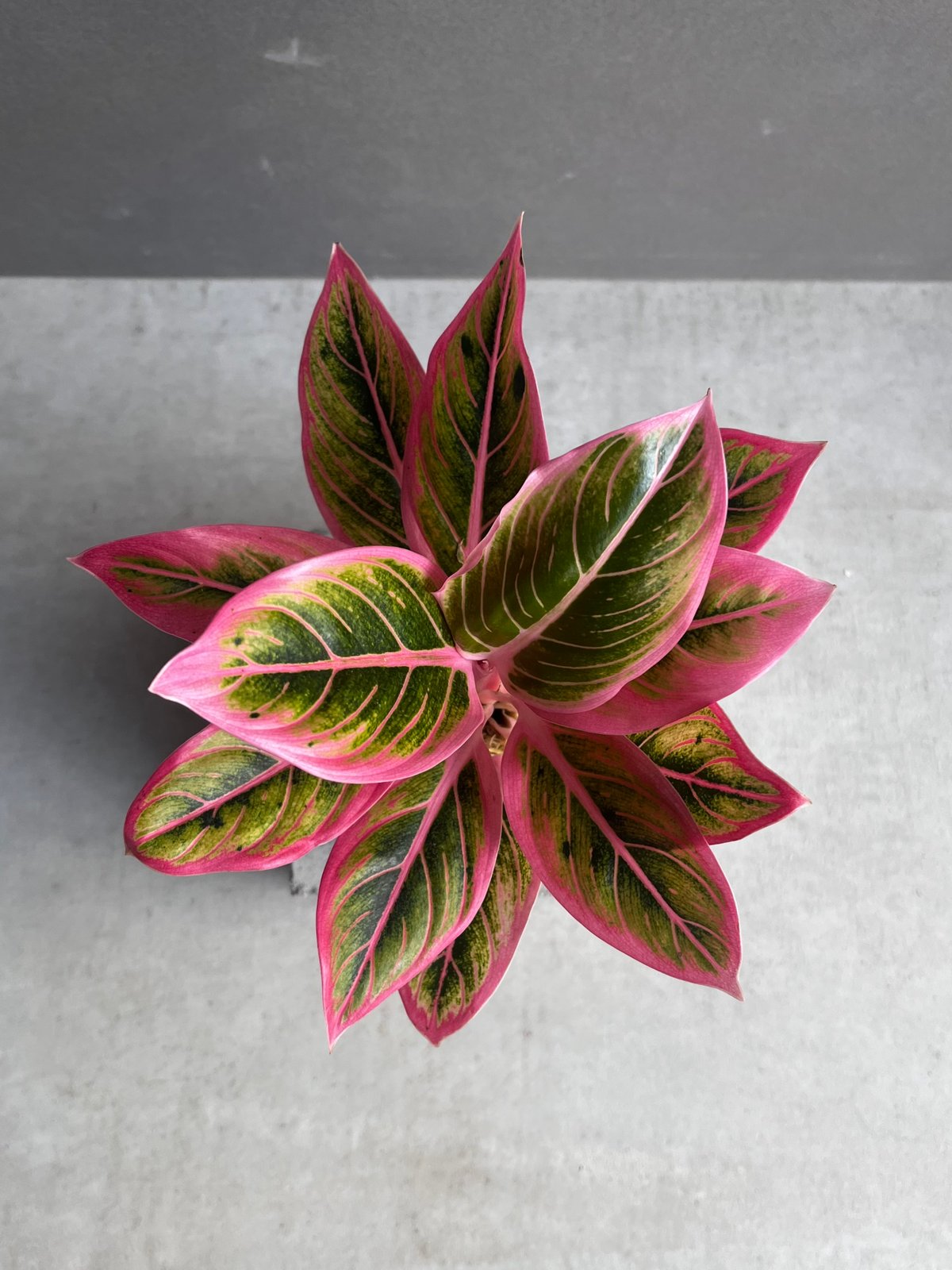 アグラオネマ ロータス デライト 「Aglaonema Lotus Delight」80Z |