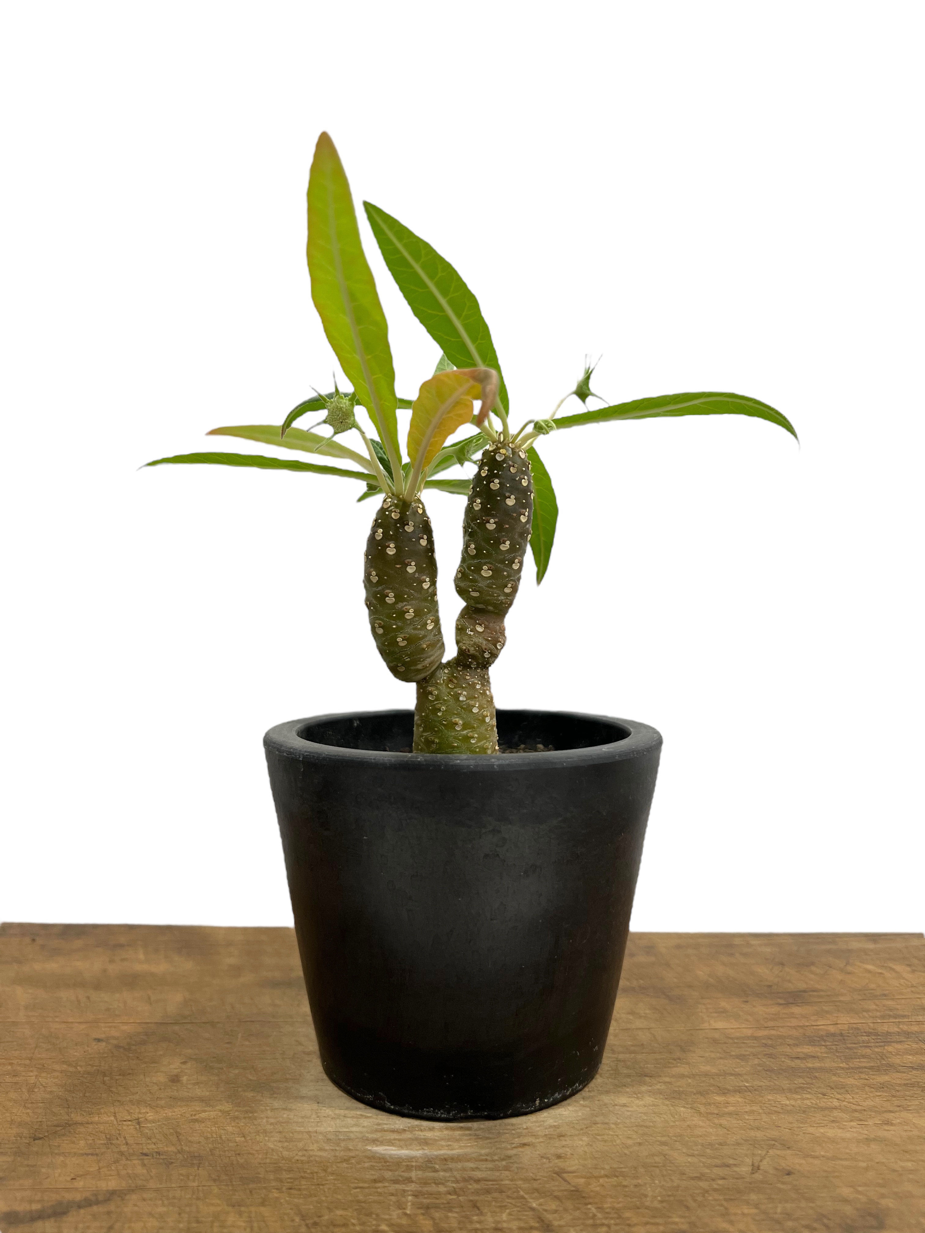 ドルステニア ランキフォリア (実生苗)「 Dorstenia crispa var.lanc