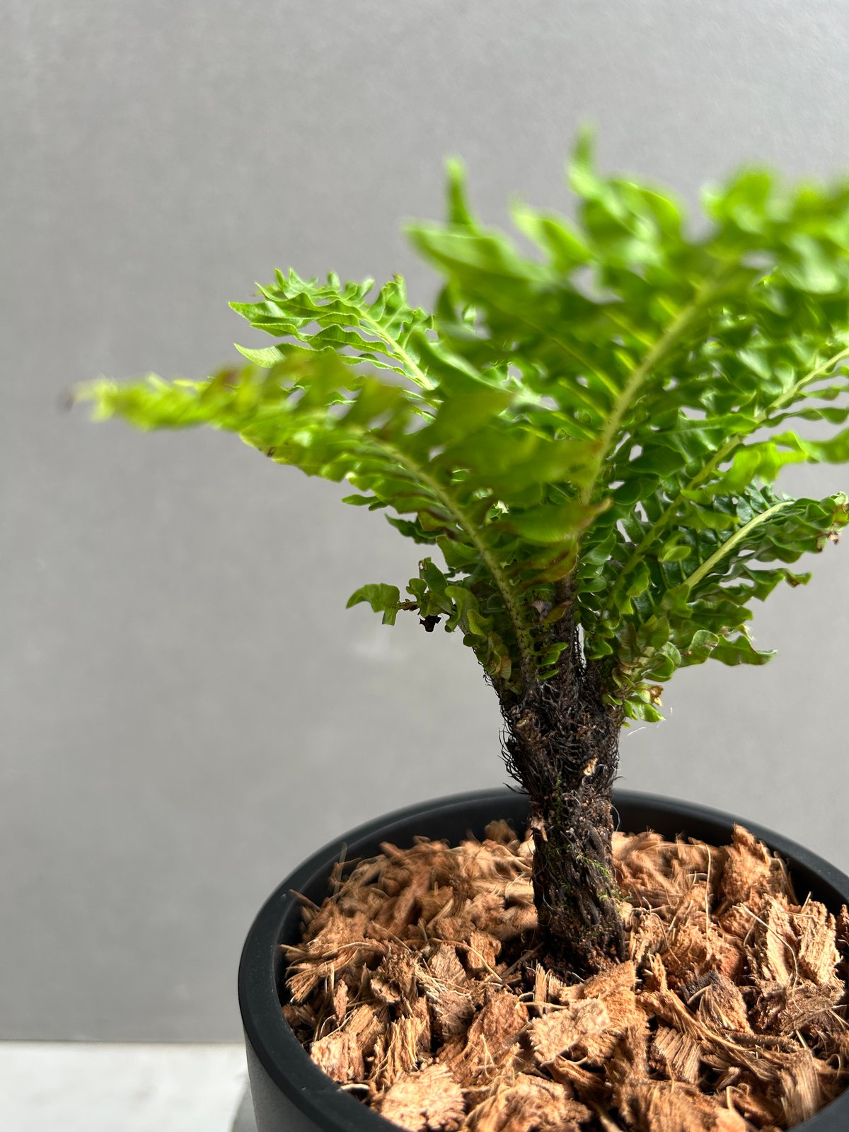 ブレクナム ギッバムドワーフ ザ・ファームセレクト