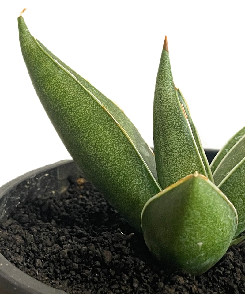 ⑨ サンスベリア ピングイキュラ 極上斑　とても綺麗です　ロリダ サンセベリア ピングイキュラ x ロリダ「Sansevieria pinguicula