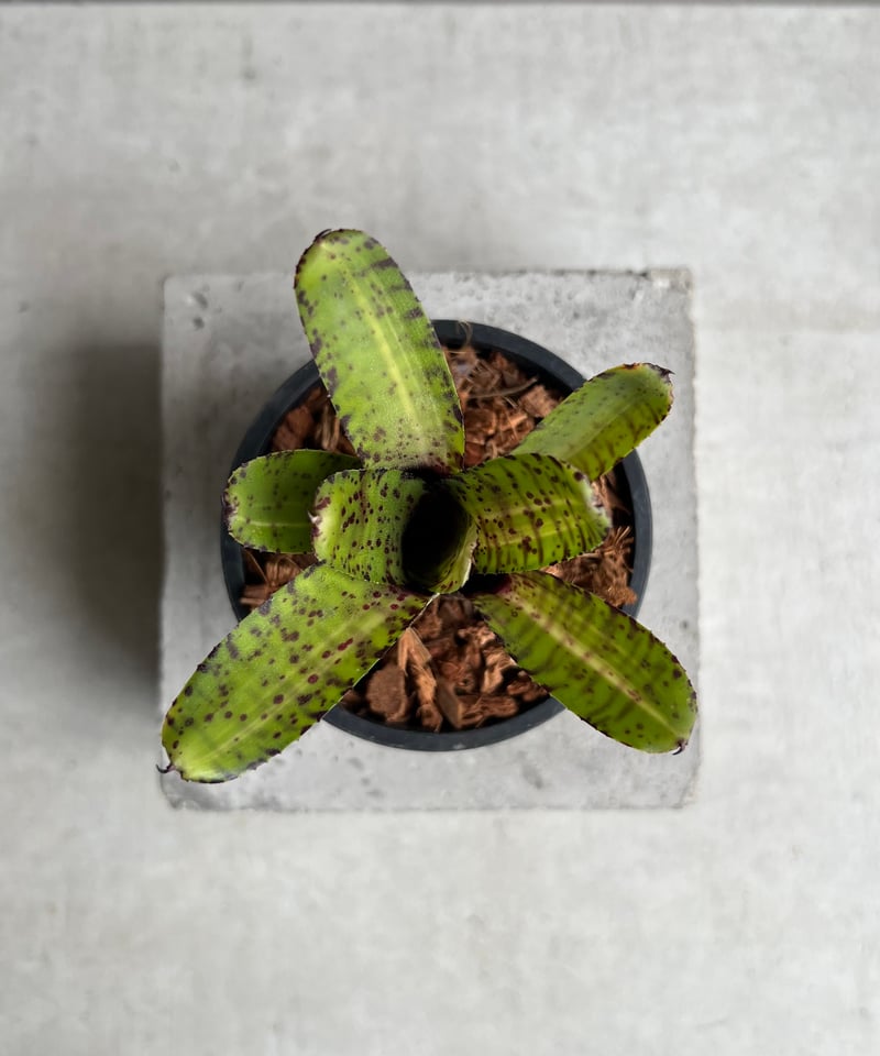 ネオレゲリア グレムリン 「Neoregelia Gremlin」42C | SHOUCHIKUEN