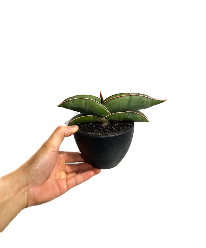 サンセベリア エーレンベルギー バナナ 「Sansevieria ehrenbergii Ba