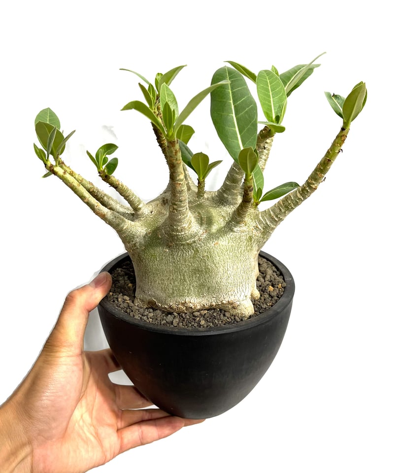 EMP アデニウム アラビカム ドワーフ 選抜 実生 / AD125 アデニウム アラビカム 