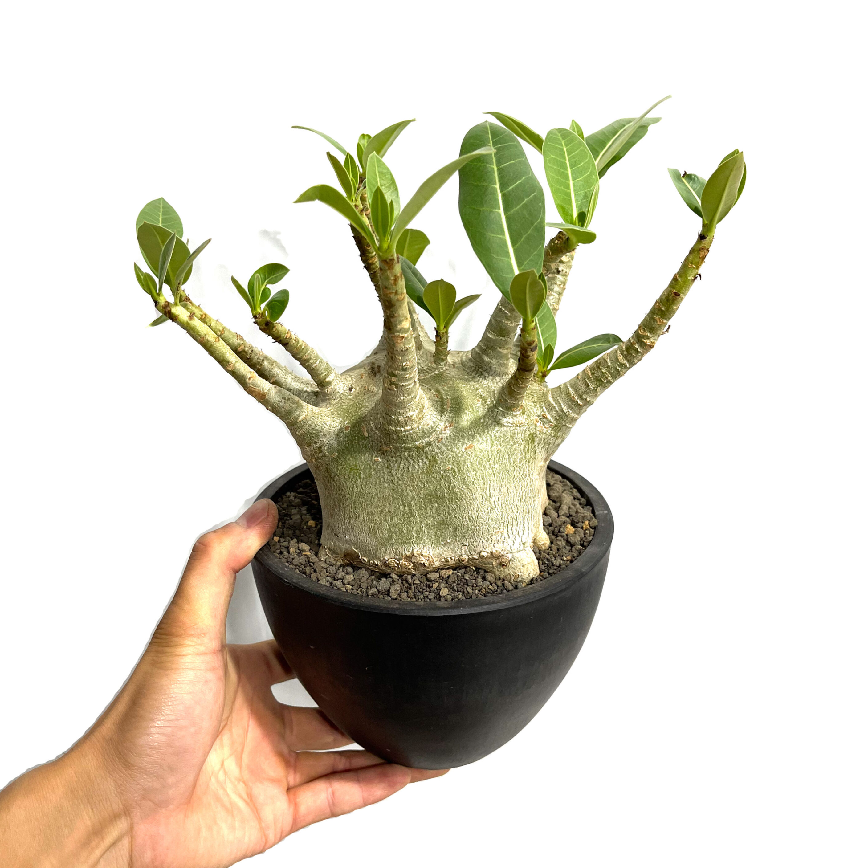 アデニウム アラビカム スーパー ドワーフ タイプ「Adenium arabicum