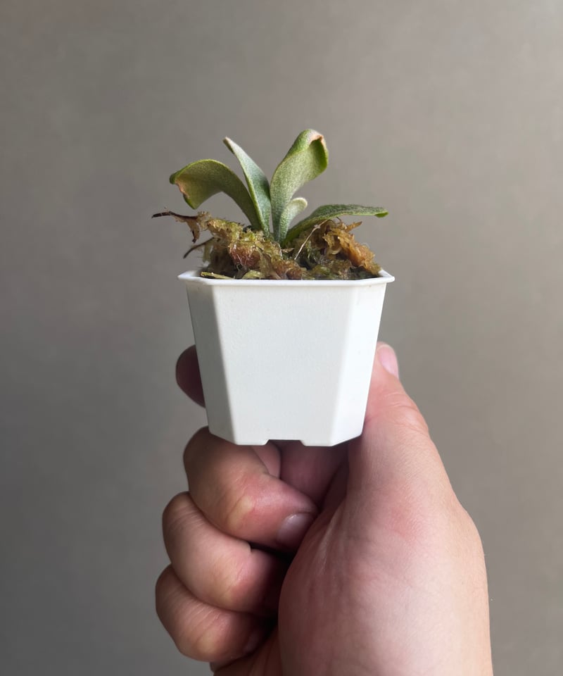 P. willinckii Unicorn , P. willinckii Watchar