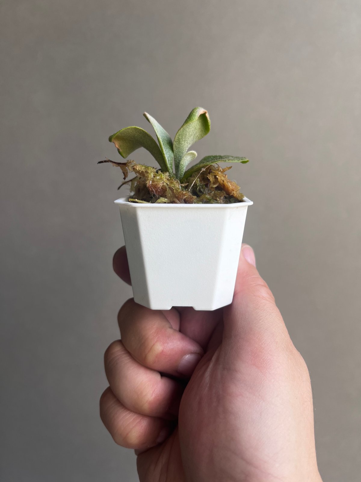 P. willinckii Unicorn , P. willinckii Watchar