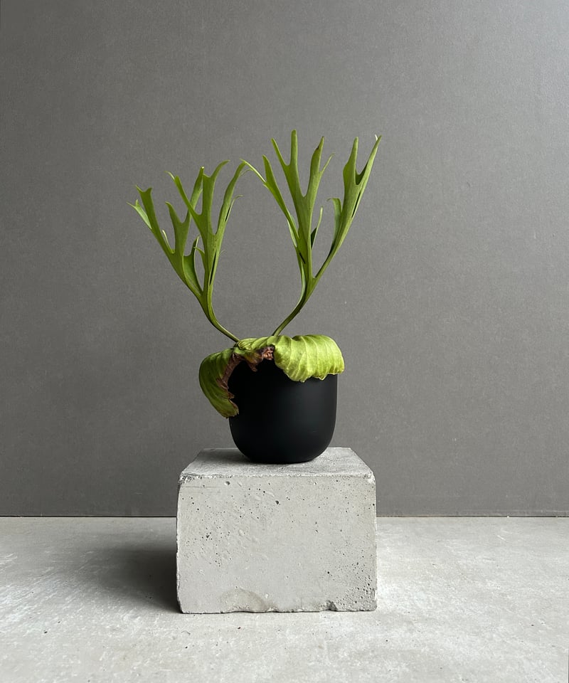 ビカクシダ リドレイ “パカラン”「Platycerium ridleyi “Pakarang