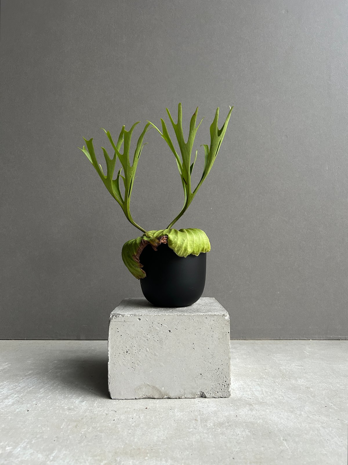 ビカクシダ リドレイ “パカラン”「Platycerium ridleyi “Pakarang