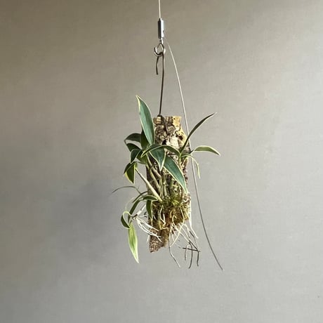 デンドロビウム | STORES